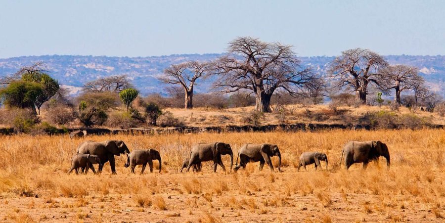 Tarangire Park