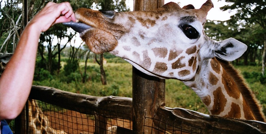 Giraffe Centre