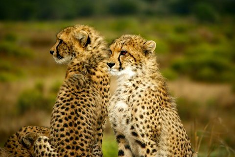 3 TAGE TSAVO OST UND AMBOSELI (KILIMANJARO SAFARIS)