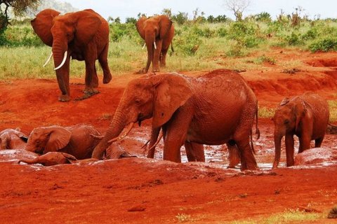 3 TAGE 2 NÄCHTE TSAVO EAST SALTLICK SAFARI