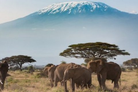 2 TAGE NAIROBI – AMBOSELI – KILIMANJARO