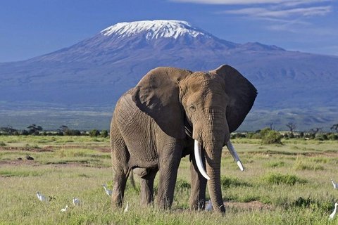 3 TAGE TSAVO WEST & AMBOSELI NATIONALPARKS SAFARI