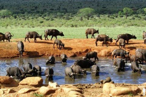 4 TAGE NAIROBI – AMBOSELI – TSAVO WEST UND TSAVO OST