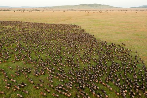 3-TÄGIGER SERENGETI- UND NGORONGORO-NATIONALPARK