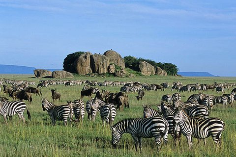 3-TÄGIGE TSAVO-OST- UND WEST-SAFARI AB MOMBASA