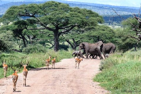 5-TÄGIGE TARANGIRE, NGORONGORO – SERENGETI-SAFARI (MITTELBEREICH).